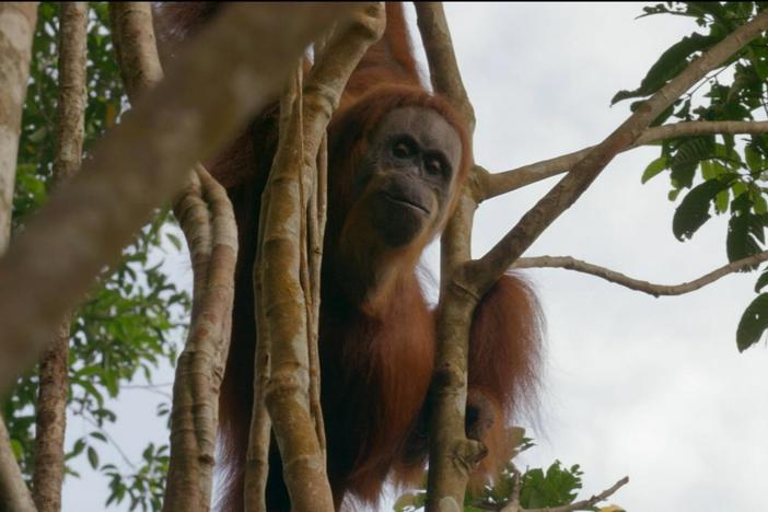 Baby orangutans sometimes need a little help when swinging from tree to tree. 