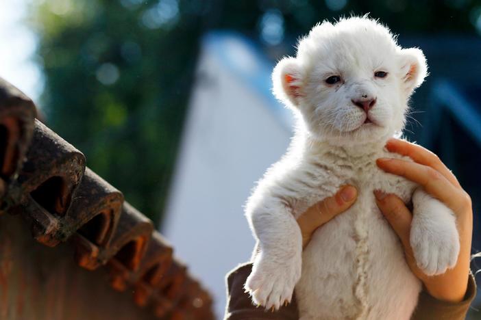 Humans pushing 1 million species to brink of extinction, says UN report