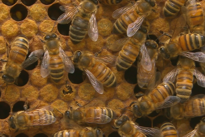 Immerse yourself in nature with these spring videos.