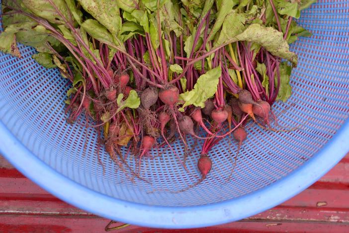 Vivian learns how to make “the best pickled beets she ever ate.” 