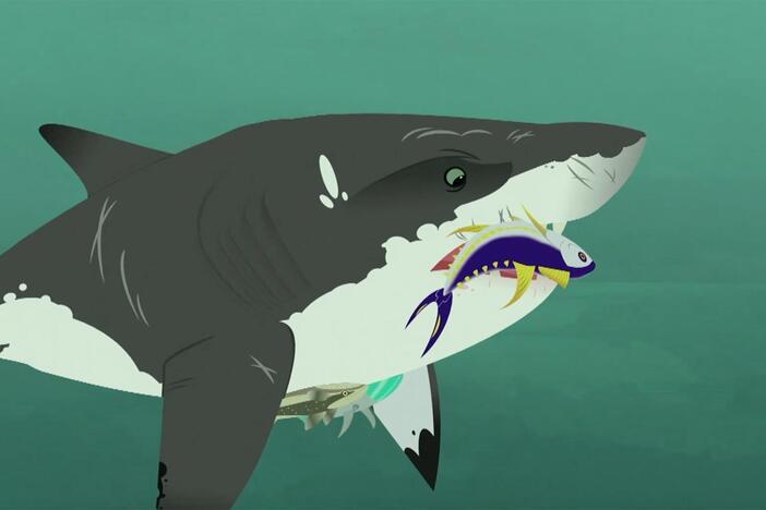 The Kratts stick onto a great white shark Remora-style to see how the latter gets food