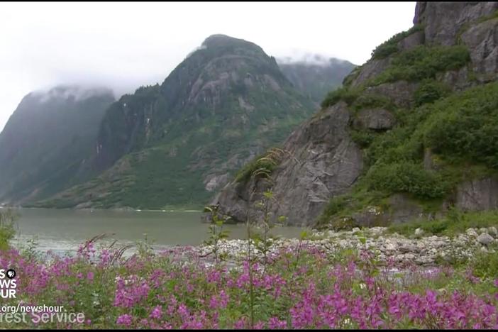 Trump moves to open Tongass National Forest for logging, to environmentalists' dismay