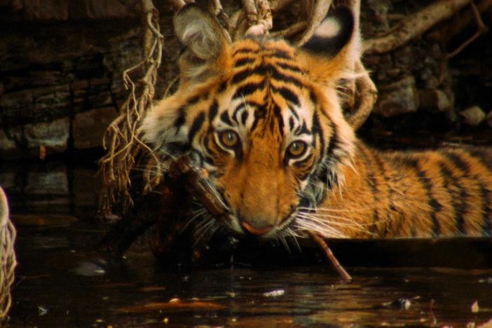 Filmmaker Colin Stafford-Johnson recalls Broken Tail's playful personality.