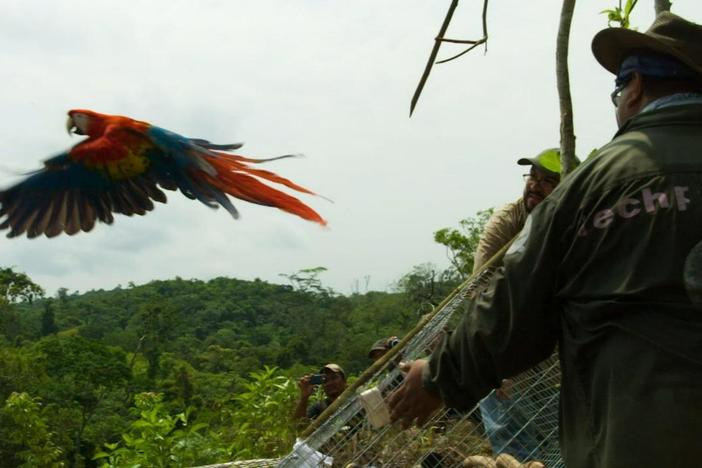 Scarlet macaws bred in captivity get their first taste of freedom. 