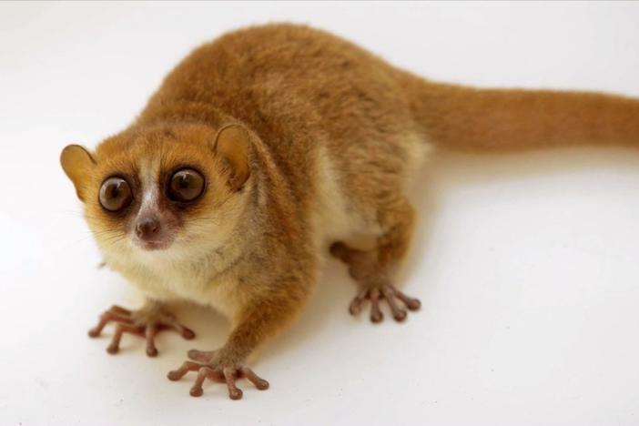 This brown mouse lemur is not thrilled about being in the spotlight.