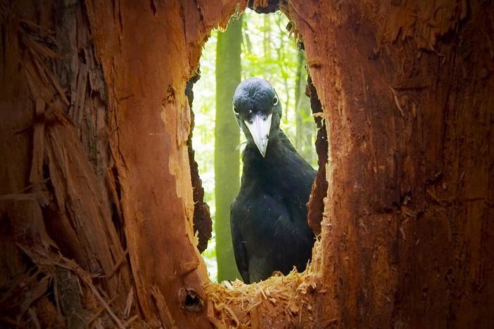 In the dark forests of Poland, rarely filmed black woodpeckers feed their hungry chicks.