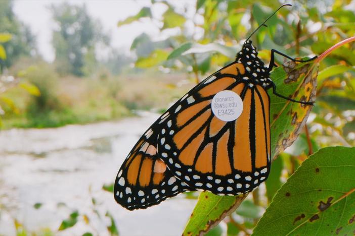 Follow researcher Maggie Hirschauer as she learns about the monarchs in Montana.