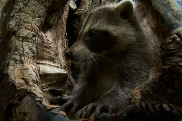 A look at how raccoon kits are raised by and learn from their mothers.