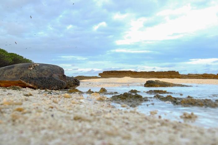 Climate change threatens Rose Atoll National Wildlife Refuge