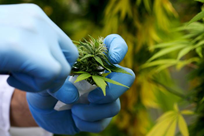 Italy's only medical marijuana producer can't keep up with demand