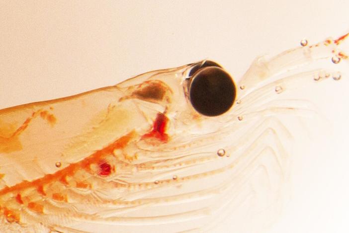 What’s behind the death of a tiny creature with an outsized role in the Antarctic?