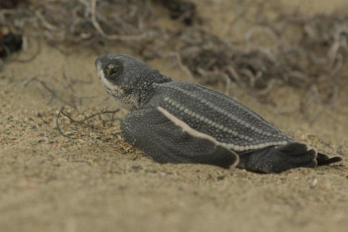 Leatherback turtle hatchlings emerge from the sand. 