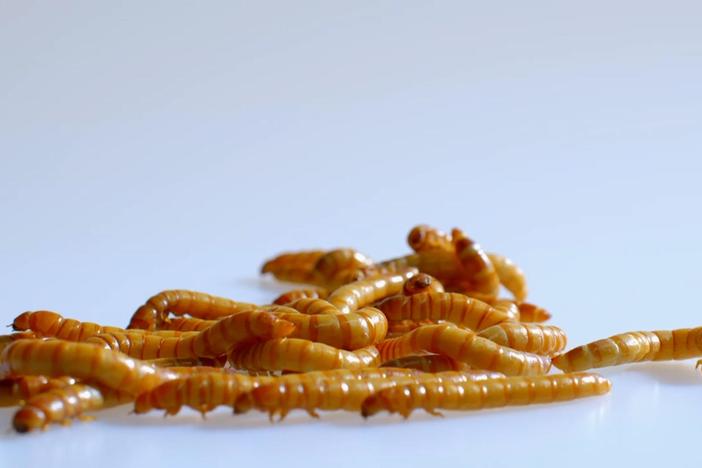 Most of the calories insects eat can be converted into nutrients that we can then eat.