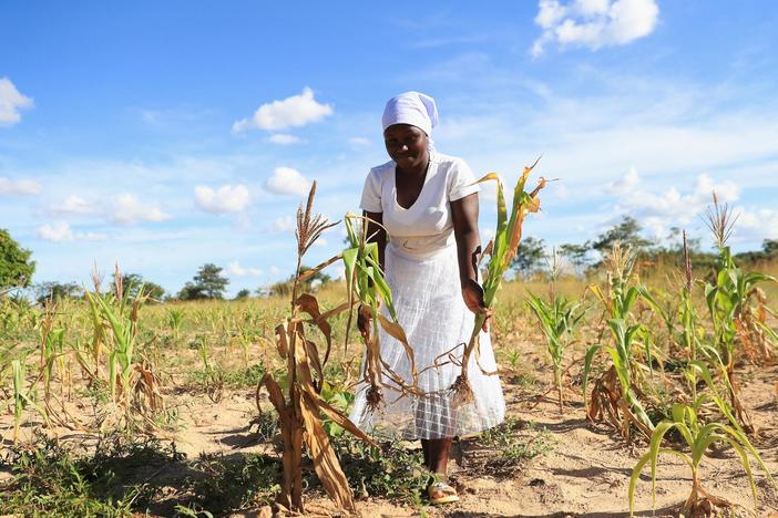 Extreme drought plunges millions in southern Africa into hunger crisis