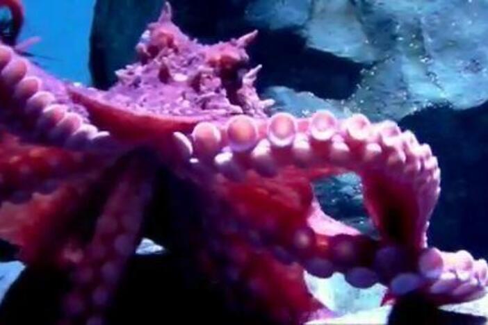 The Kratt brothers introduce us to Georgia, a giant Pacific octopus.