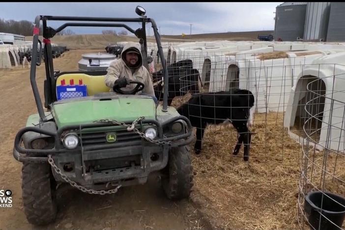 Immigrant workers face routine injuries, lack of protections on U.S. dairy farms