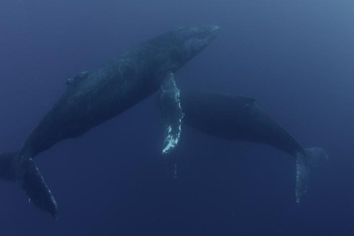 Humpback Whales migrate from northern feeding grounds to Hawaii for a chance to mate.