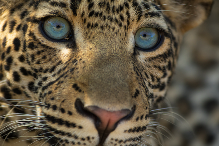 Follow the story of a leopard mother as she raises her cubs near the Luangwa River.