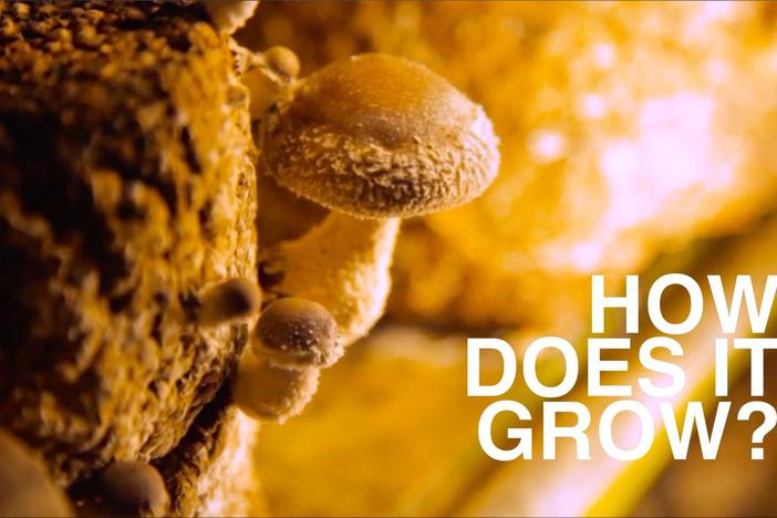 Go inside the dark, damp houses where the mysterious mushroom grows.