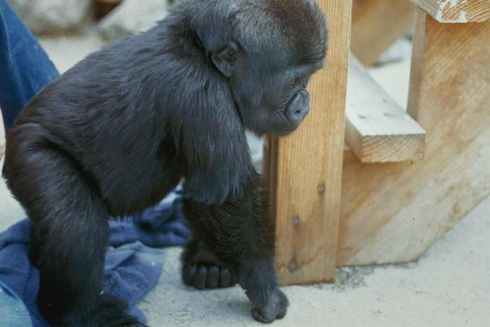 In this clip we see how Penny began to work with Koko.