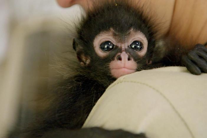 A wildlife rescue center's newest resident gets a little TLC. 