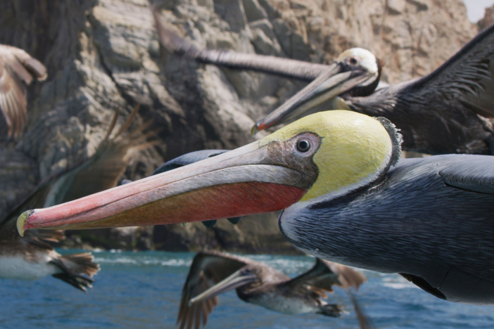 Travel to the Northern Hemisphere, where the spies learn how animals move, feed and fight.
