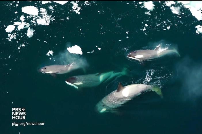 We get a glimpse into the intelligent group hunting patterns of killer whales.