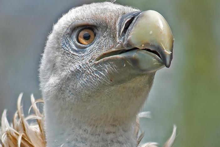Why don't vultures get food poisoning?