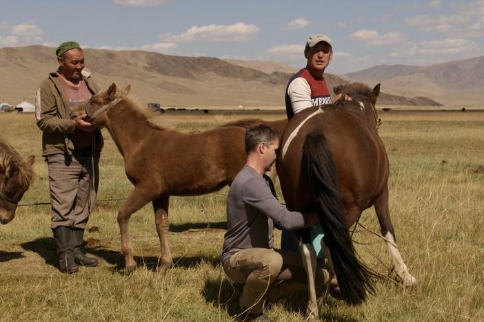 To milk a horse, one must trick a mother horse—and trick her well.