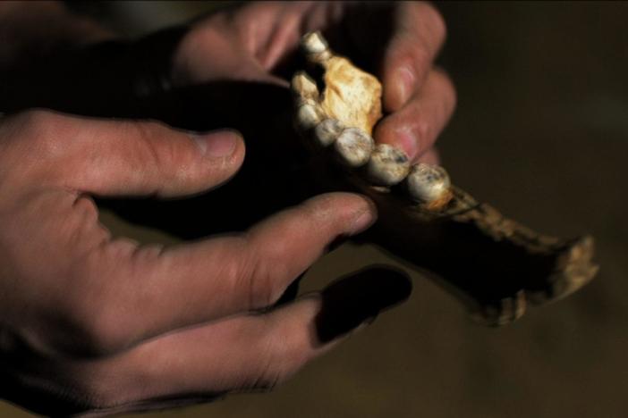 Watch the preview of Caveman Cold Case