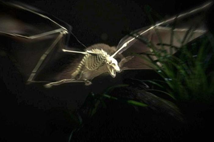 Cameras reveal the science of some amazing animal engineering hidden deep in the jungle.