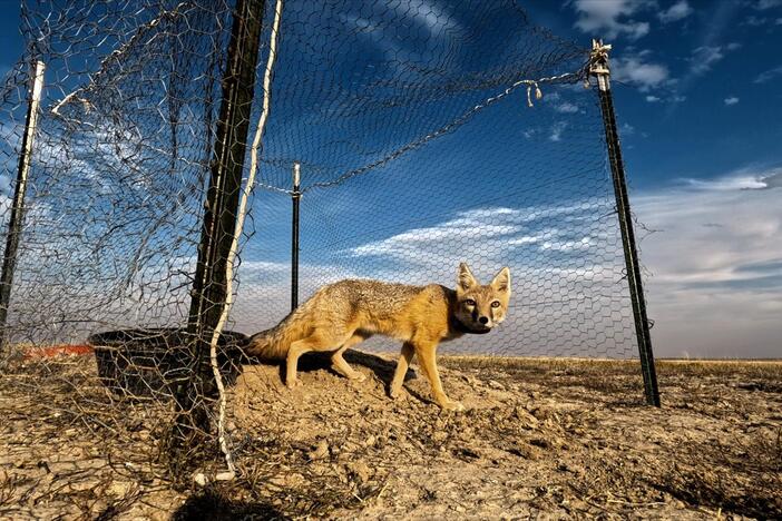 Swift foxes are reintroduced to prairie land in Northern Montana.