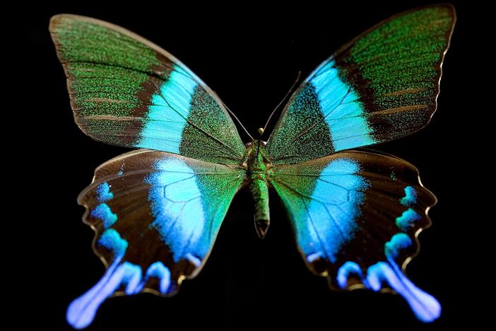Explore how the scientific secrets of butterflies are inspiring technological innovations.