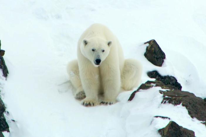 This mother polar bear creates a mini avalanche to save her cubs from an aggressive male.