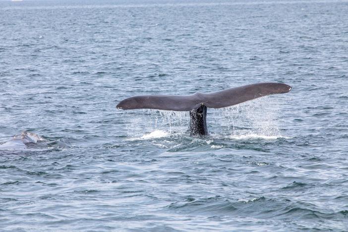 Conservationists fight to save Northern Atlantic right whales from extinction