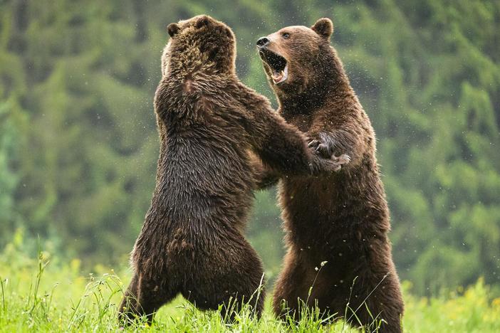 Finding a mate is no easy task for this male bear.