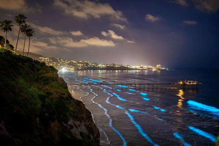 Experience San Diego, where dazzling biodiversity thrives amidst a transformed urban landscape.
