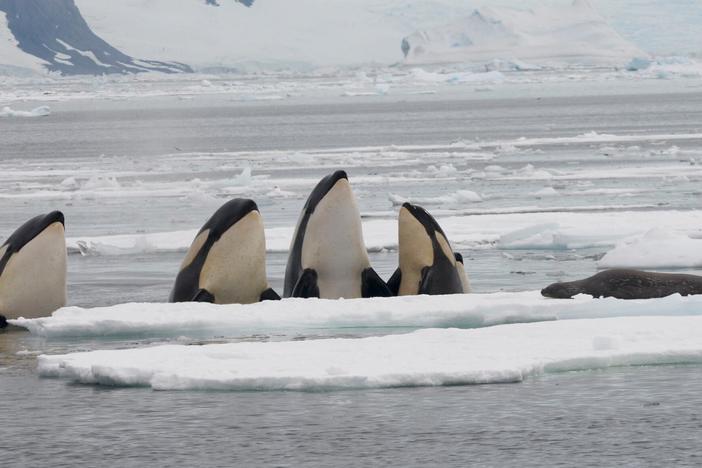 This is the first time pack-ice killer whale vocalizations have been recorded.