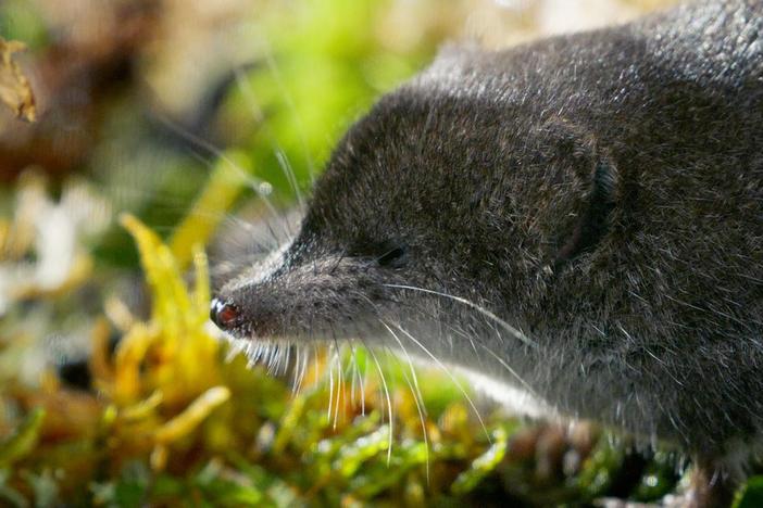 A water shrew is an insectivore no bigger than a thumb but don't let its size fool you.