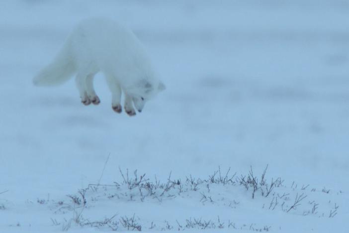 Arctic foxes use a special pouncing technique known as ‘moussing’