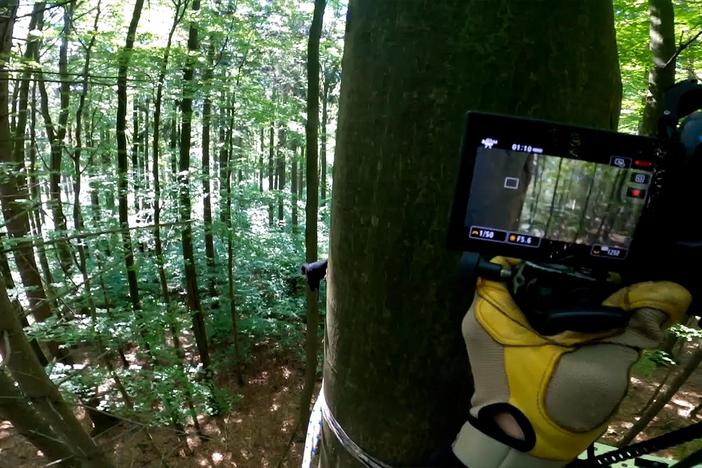 Filmmakers Ann Prum and Mark Carroll traveled to Poland to film an elusive woodpecker.