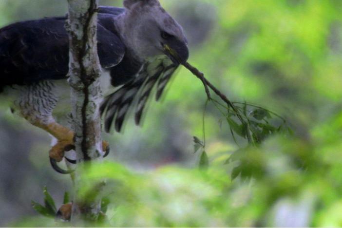 Filmmaker Fergus Beeley comments on the impressive strength of the great harpy eagle.