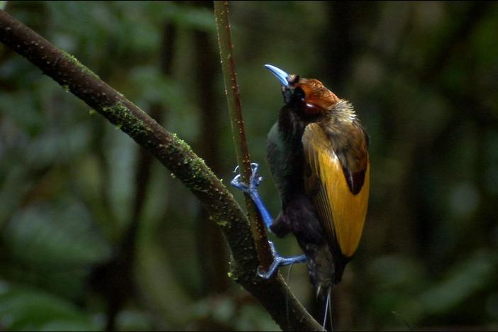A magnificent bird of paradise displays for a nearby female.