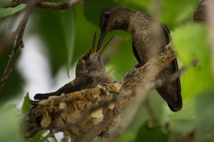 This is the first time these birds have ever been seen nesting in Big Bend.