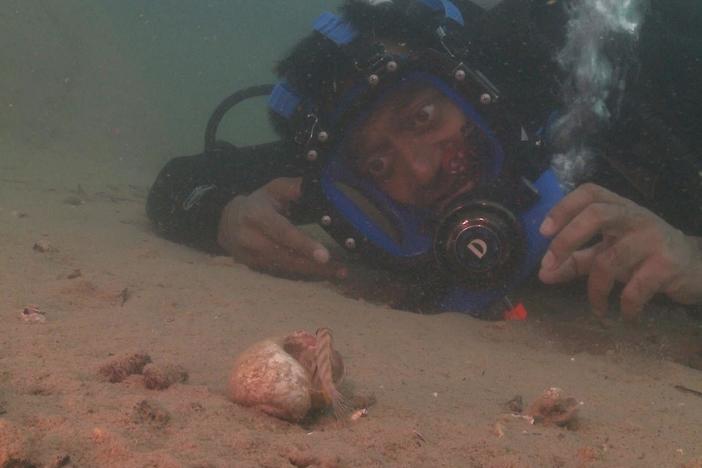 A cichlid using a shell to attract a mate. 