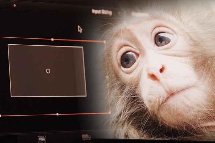 Learn about the post-production process of Snow Monkeys