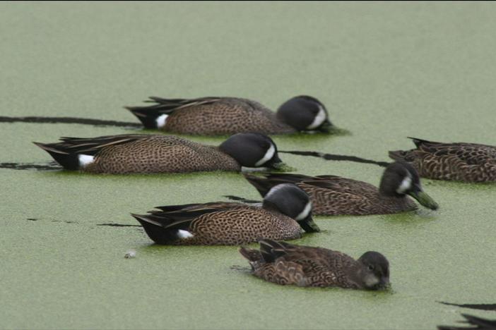 Take a fascinating look at one of our most familiar birds. 