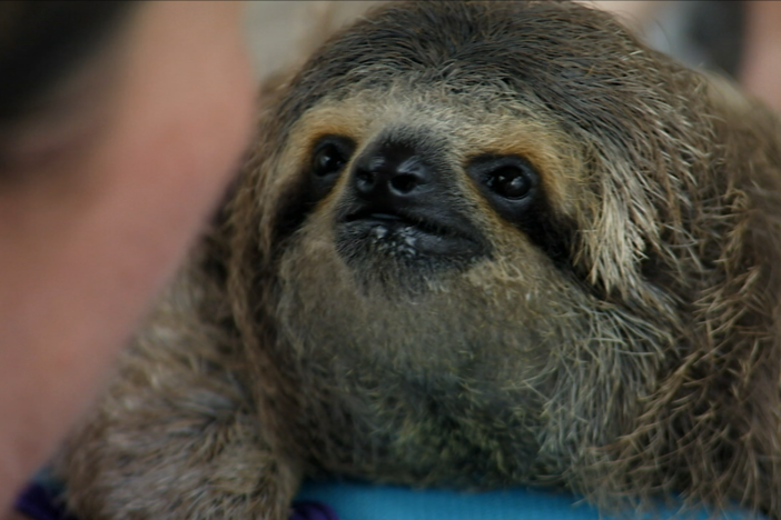  Newbie, a three-toed female sloth, has been battling pneumonia since her rescue. 