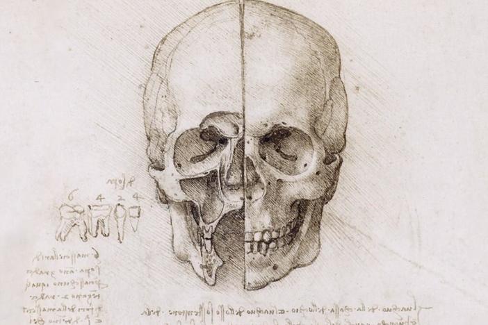 Leonardo da Vinci studied anatomy to gain a deeper knowledge of how the body worked.