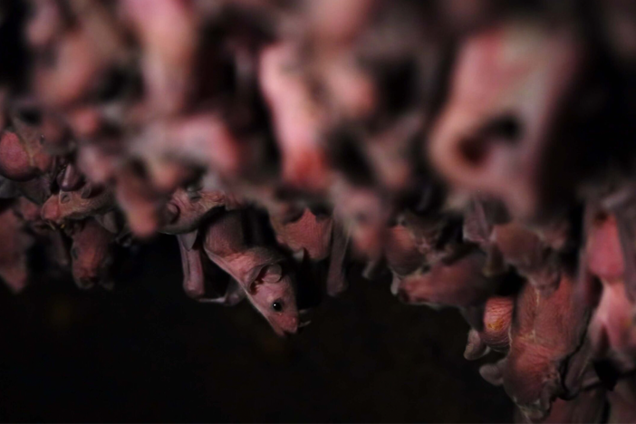 Ecologist Rodrigo Medellin captured a moment never filmed before.
